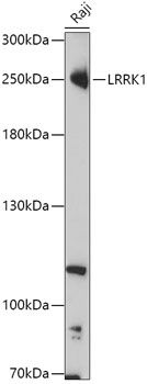 LRRK1 antibody