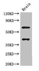LRRTM4 Antibody