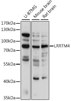 LRRTM4 antibody
