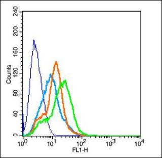 LRRTM4 Rabbit Polyclonal Antibody