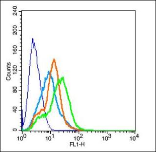 LRRTM4 antibody