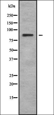 LRSAM1 antibody