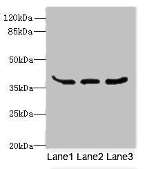 LRTM1 antibody