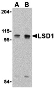LSD1 Antibody