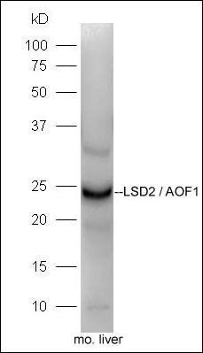 LSD2 antibody