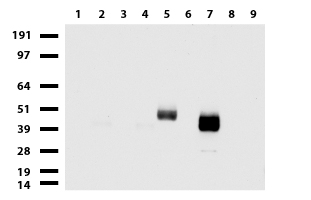 LSDP5 (PLIN5) antibody