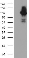 LSM1 Antibody