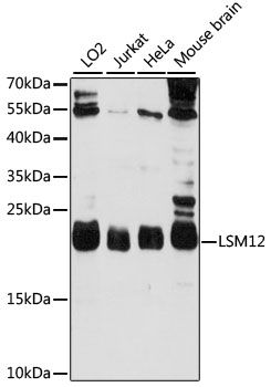 LSM12 antibody
