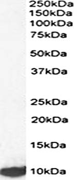 Goat anti-LSM2 (aa33-46) Antibody