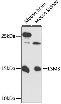 LSM3 antibody