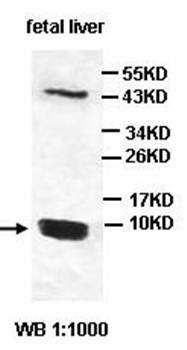 LSM6 antibody