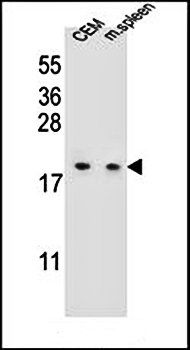 LSM7 antibody