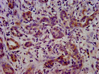 LSR Antibody
