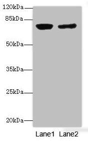 LSS antibody