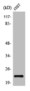 LTA antibody