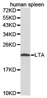 LTA antibody