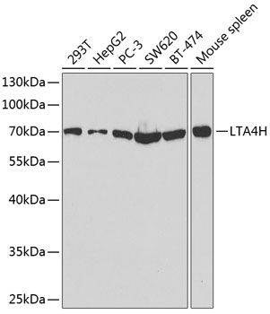 LTA4H antibody