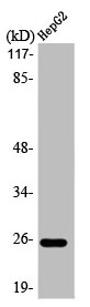 LTB antibody