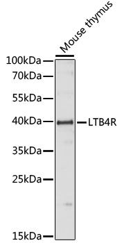 LTB4-R1 antibody