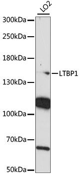 LTBP1 antibody