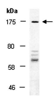 LTBP1 antibody
