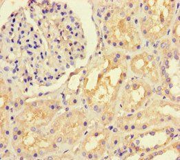 LTBP4 Antibody