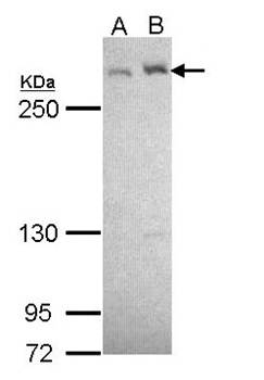 LTBP-4 antibody
