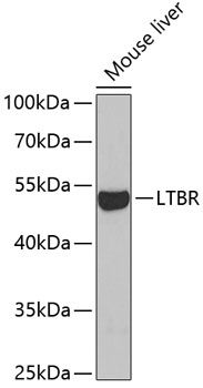 LTBR antibody