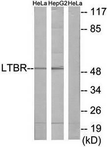 LTBR antibody