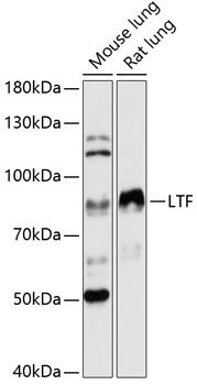 LTF antibody