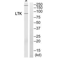 LTK antibody