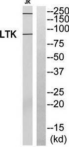 LTK Antibody