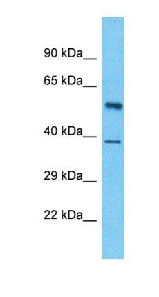 LUC7L3 antibody