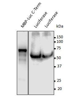 Luciferase antibody