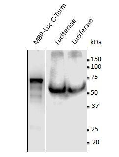 Luciferase Antibody