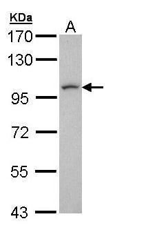 LUZP1 antibody