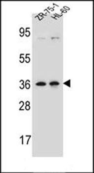 LUZP2 antibody