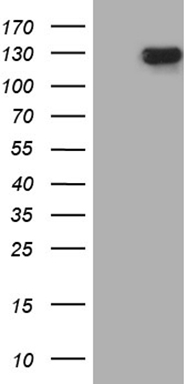 LUZP4 Antibody