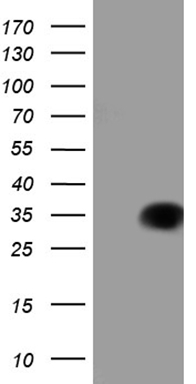 LUZP4 antibody