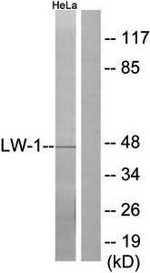 LW-1 antibody