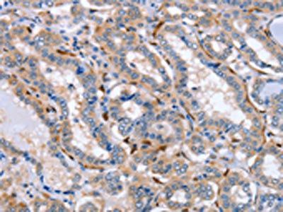 LXN Antibody