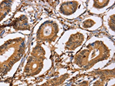 LXN Antibody