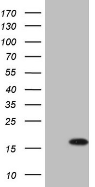 LXR alpha (NR1H3) antibody