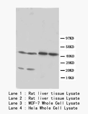 Anti-LXR alpha/NR1H3 Antibody