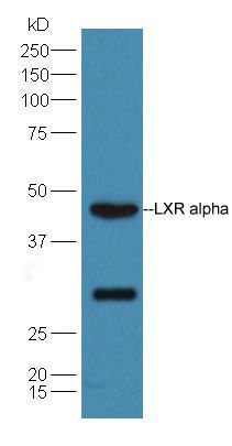 LXR alpha antibody