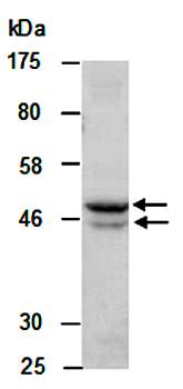 LXRA (M) Antibody, Rabbit Polyclonal