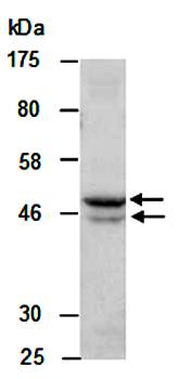 LXRA antibody