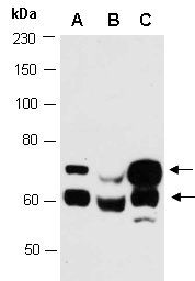 LXRB (N) Antibody, Rabbit Polyclonal