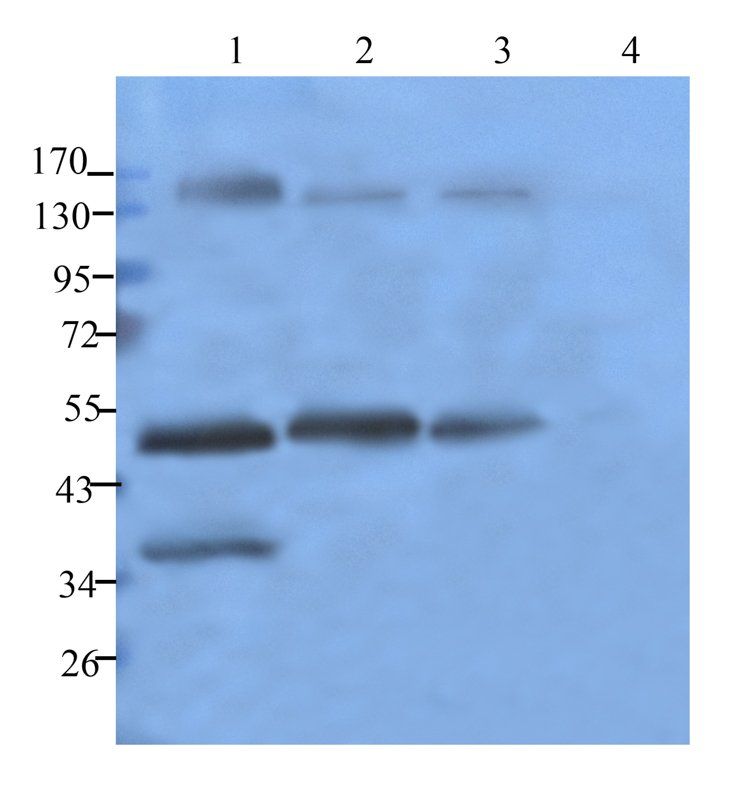 Ly-6G antibody