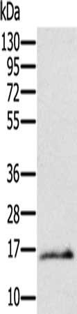 Ly6a antibody